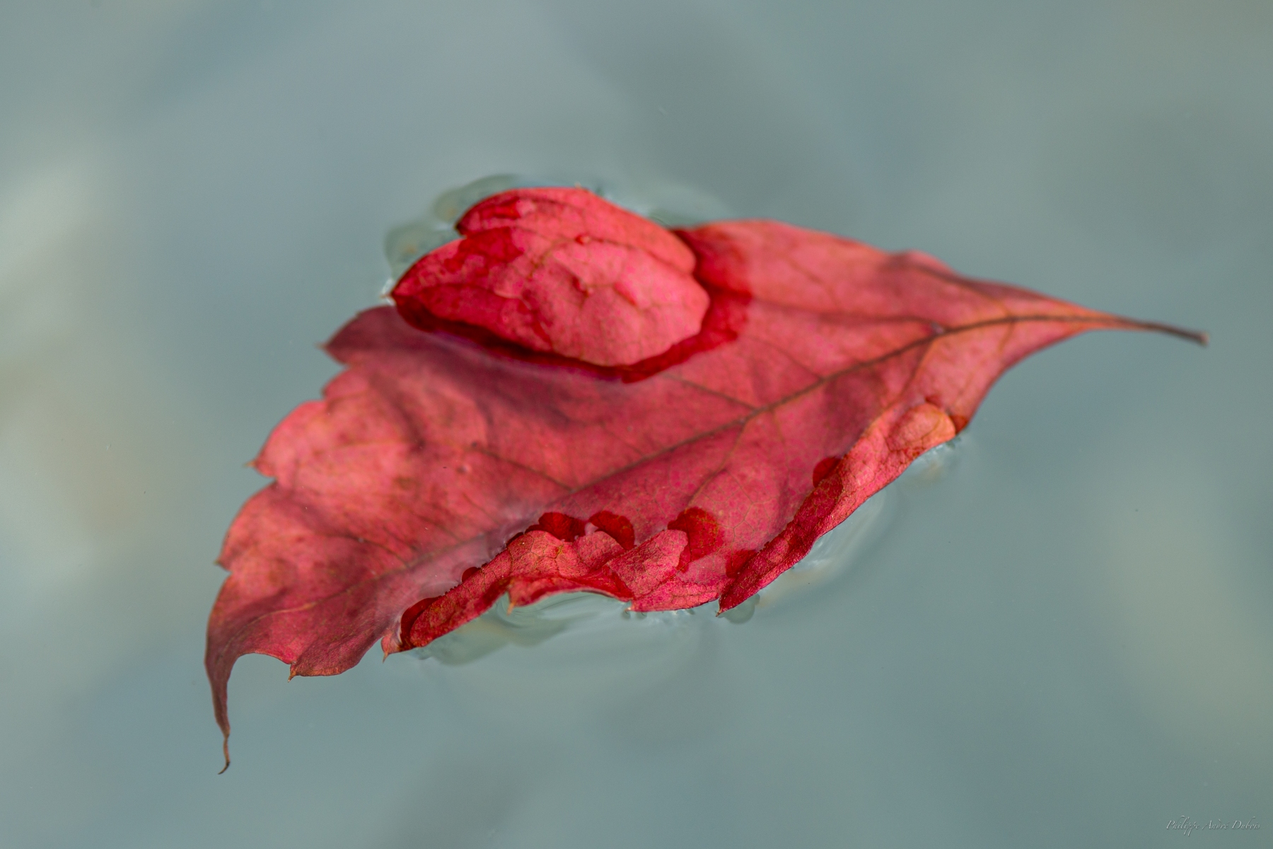 Feuille-morte-rouge_DSC_4165_14-octobre-2023